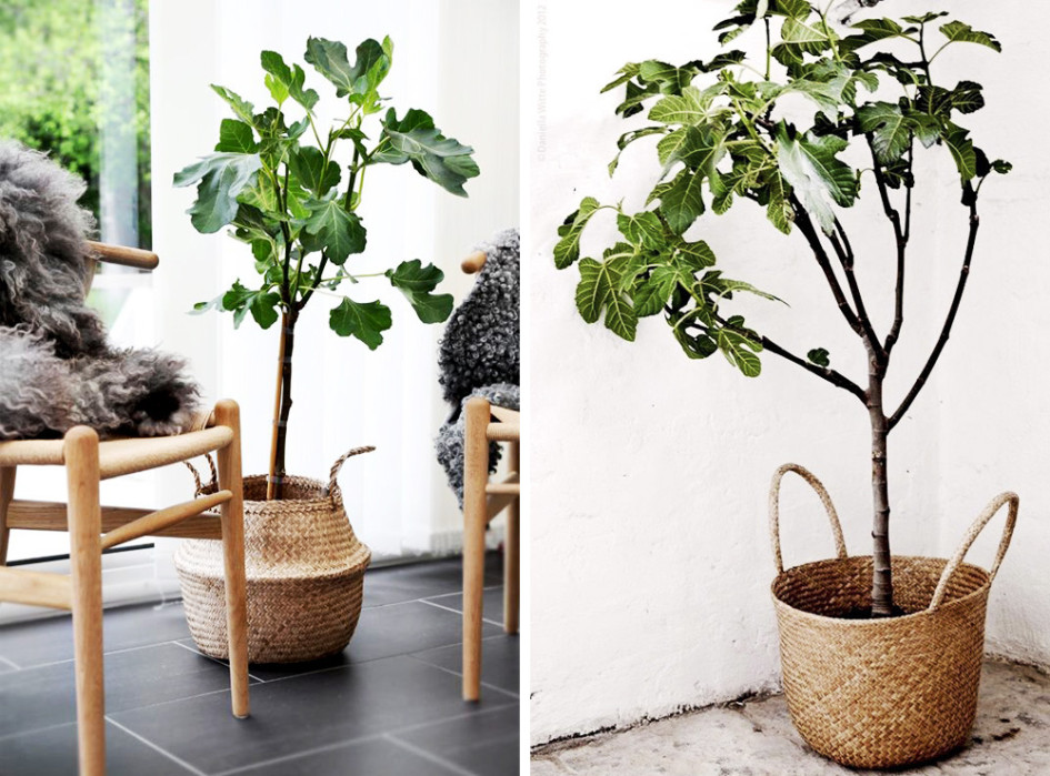 decoracion industrial-decorar con plantas- higueras-02