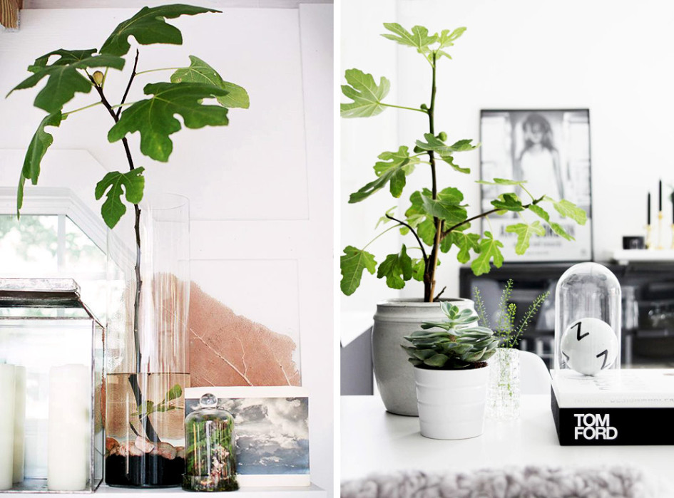 decoracion industrial-decorar con plantas- higueras-03