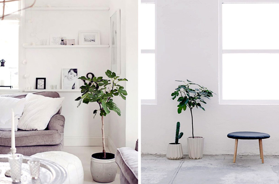 decoracion industrial-decorar con plantas- higueras-06