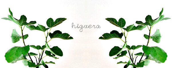 decoracion industrial-decorar con plantas- higueras